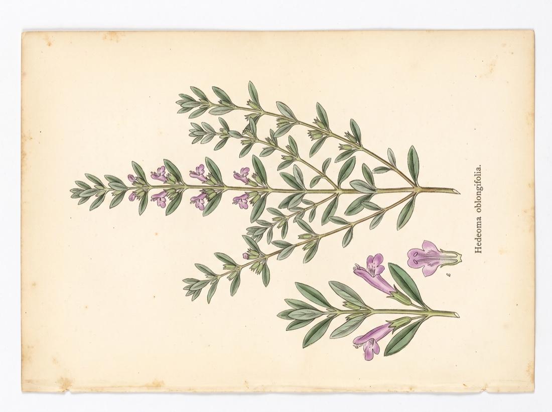 Poleo (Hedeoma oblongifolia)