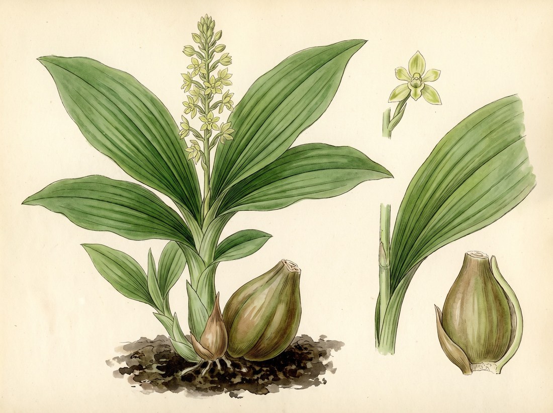 Jeevak (Malaxis acuminata)