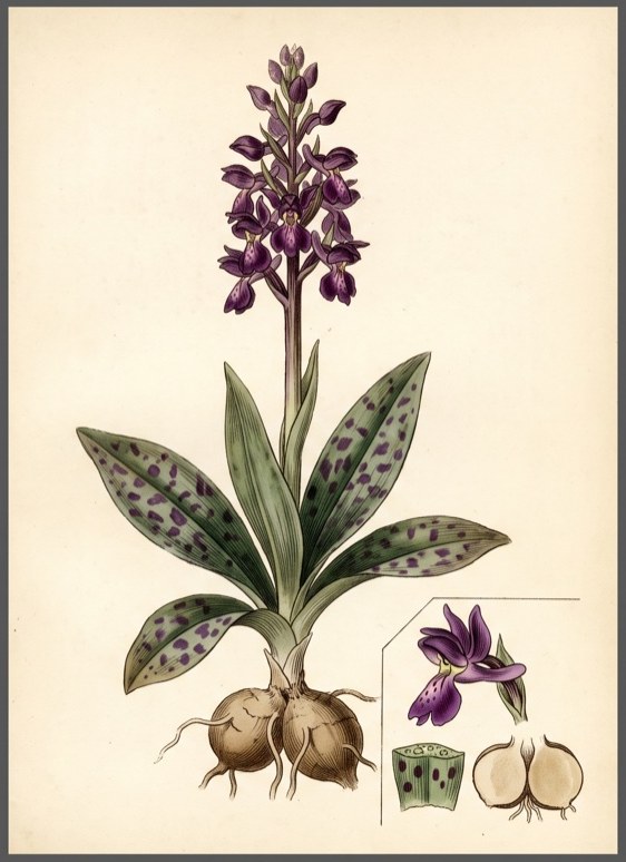 Salep (Orchis mascula)