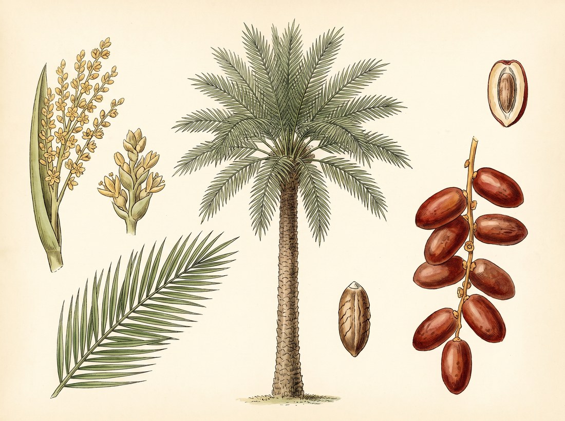 Date palm (Phoenix dactylifera)