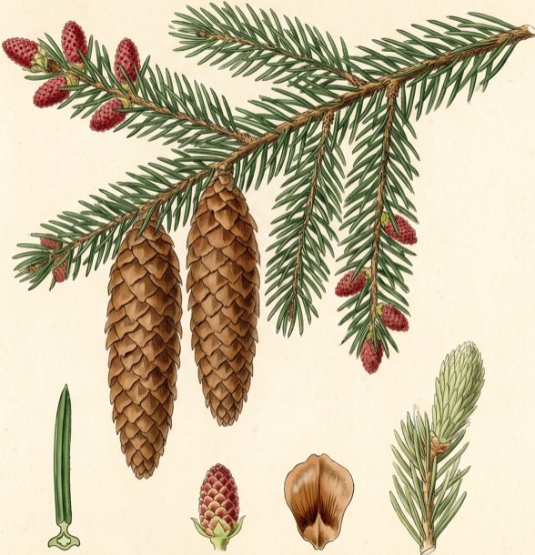 Spruce (Picea abies)