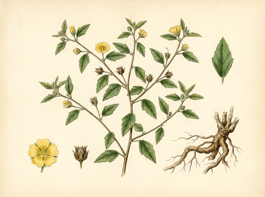 Arrowleaf sida (Sida rhombifolia)
