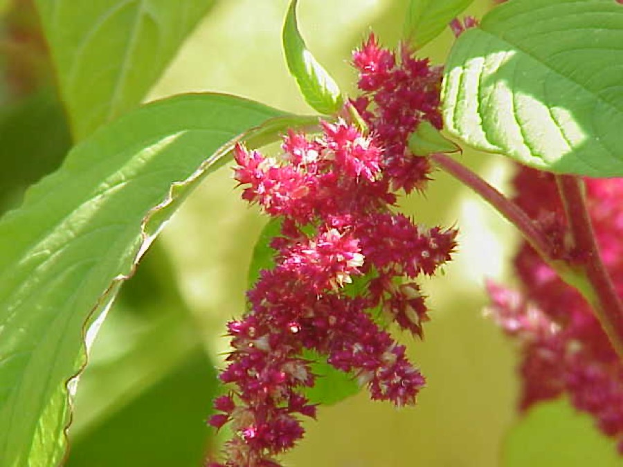 Amaranth (Amaranthus)