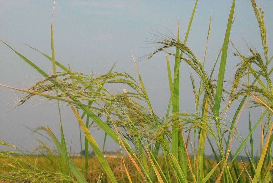 Rice (Oryza)