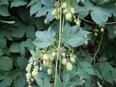 Hops (Humulus lupulus)