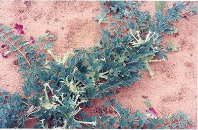 Devil's claw (Harpagophytum procumbens)