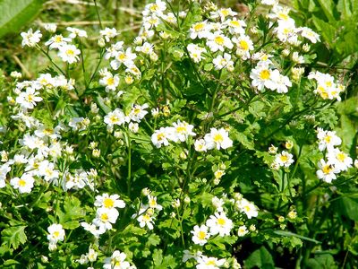 Feverfew (Tanacetum parthenium)
