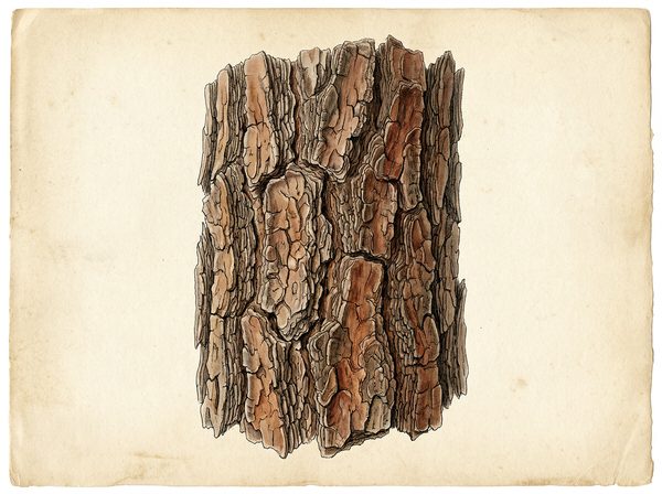 Pine Bark (Pinus pinaster)