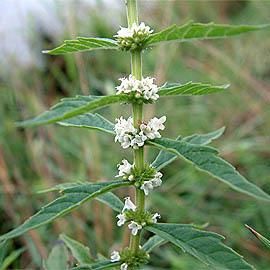 Bugleweed (Lycopus virginicus)