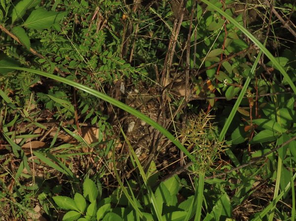 Nut grass (Cyperus rotundus)