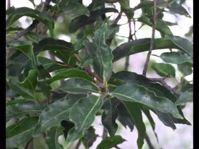 Pygeum (Prunus africana)