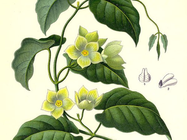 Condurango (Marsdenia cundurango)