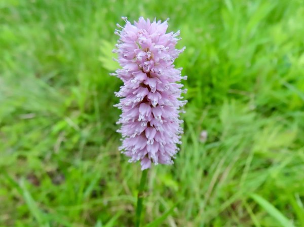 Bistort (Persicaria bistorta)