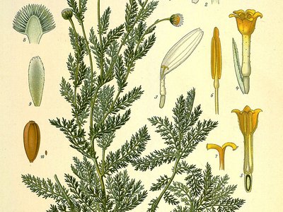 Chamomile (Chamaemelum nobile)