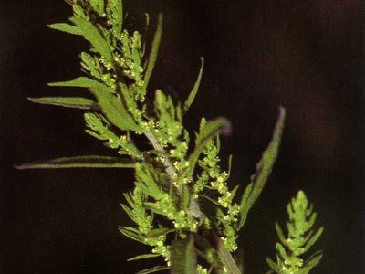 Wormseed (Chenopodium ambrosioides)
