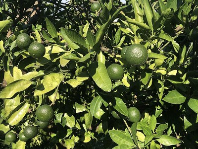 Lime (Citrus aurantiifolia)