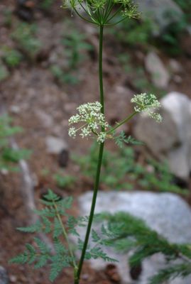 Osha (Ligusticum porteri)