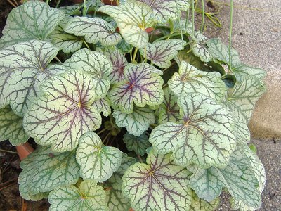 Alum root (Heuchera americana)