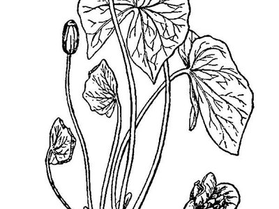 Twinleaf (Jeffersonia diphylla)