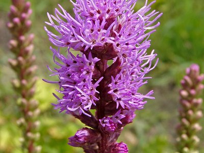 Button snakeroot (Liatris spicata)