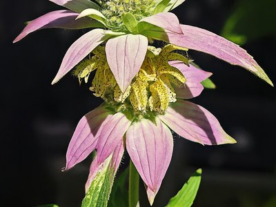Horsemint (Monarda punctata)