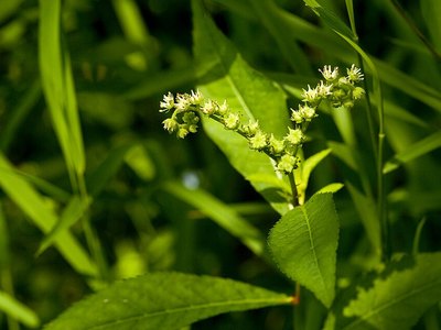 Penthorum (Penthorum sedoides)
