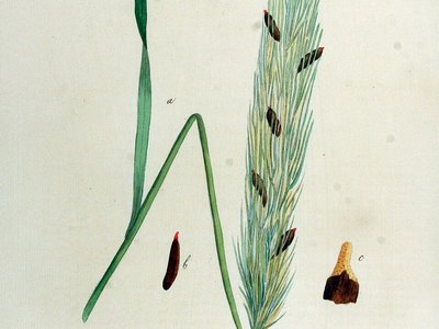 Ergot (Secale Cornutum)