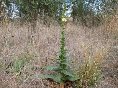 Mullein (Verbascum thapsus)
