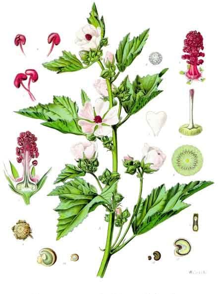 Althaea officinalis, marshmallow in flower