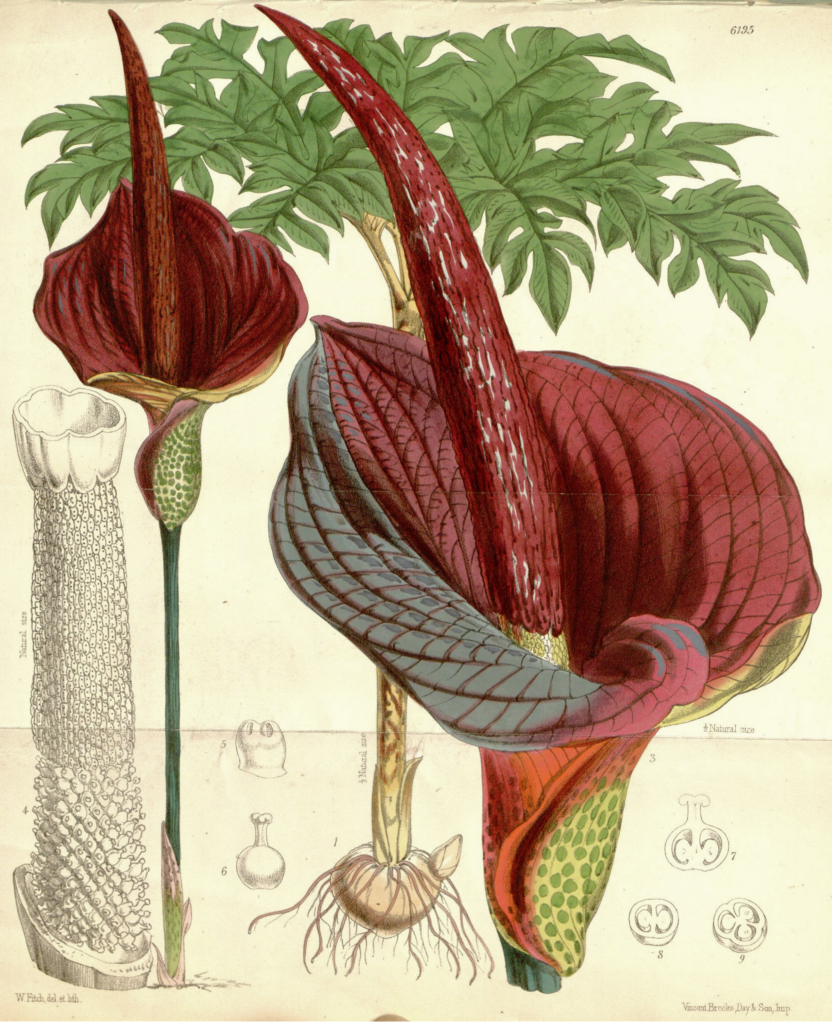 Konjac (Amorphophallus konjac)