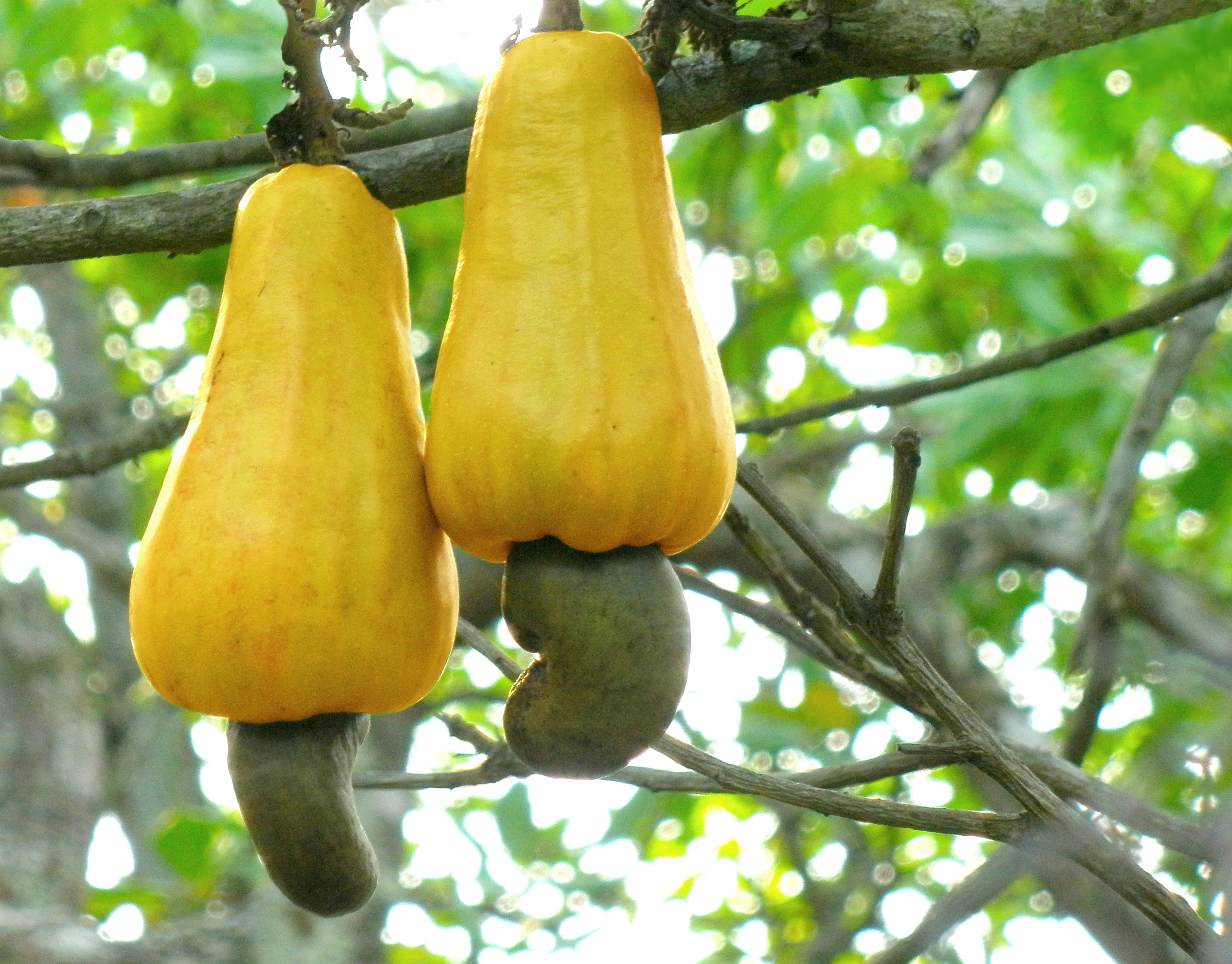 Cashew (Anacardium occidentale)