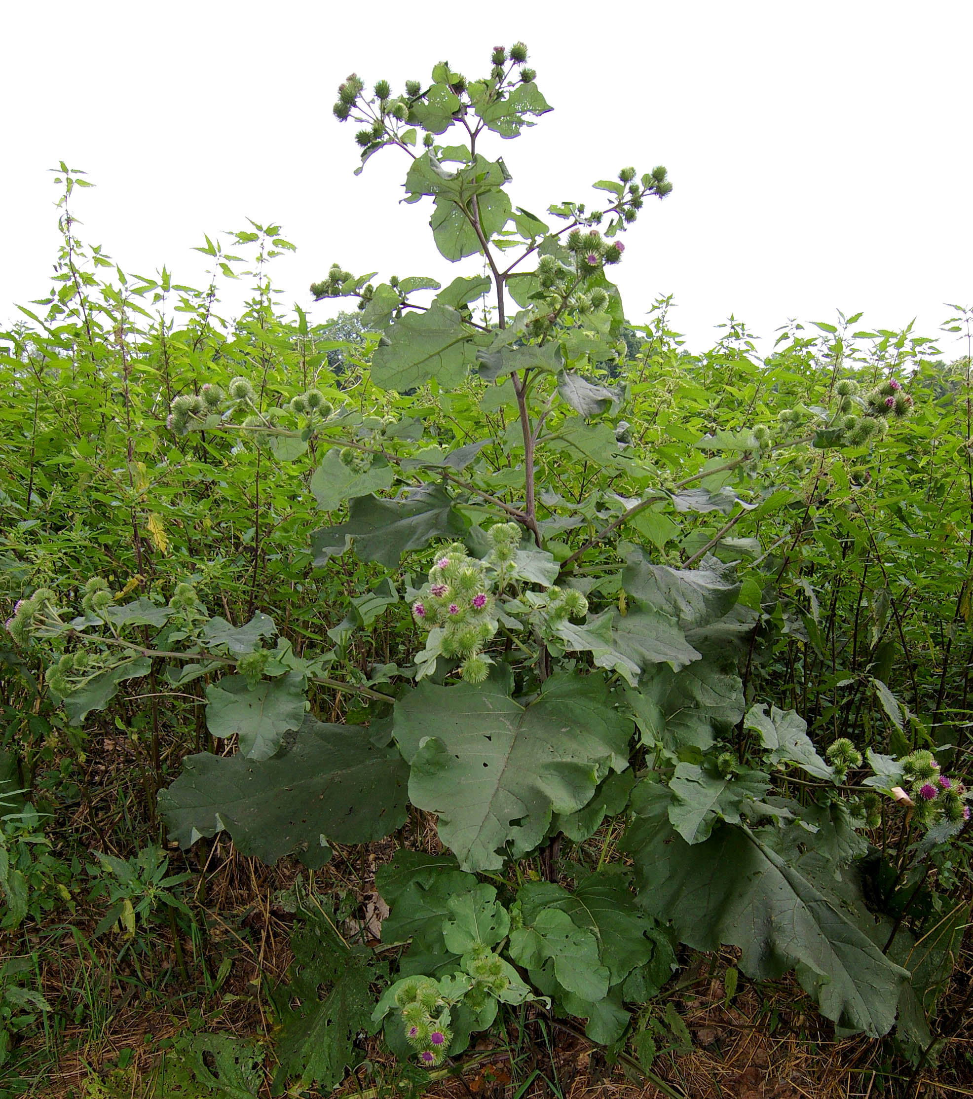 Burdock (Arctium lappa)