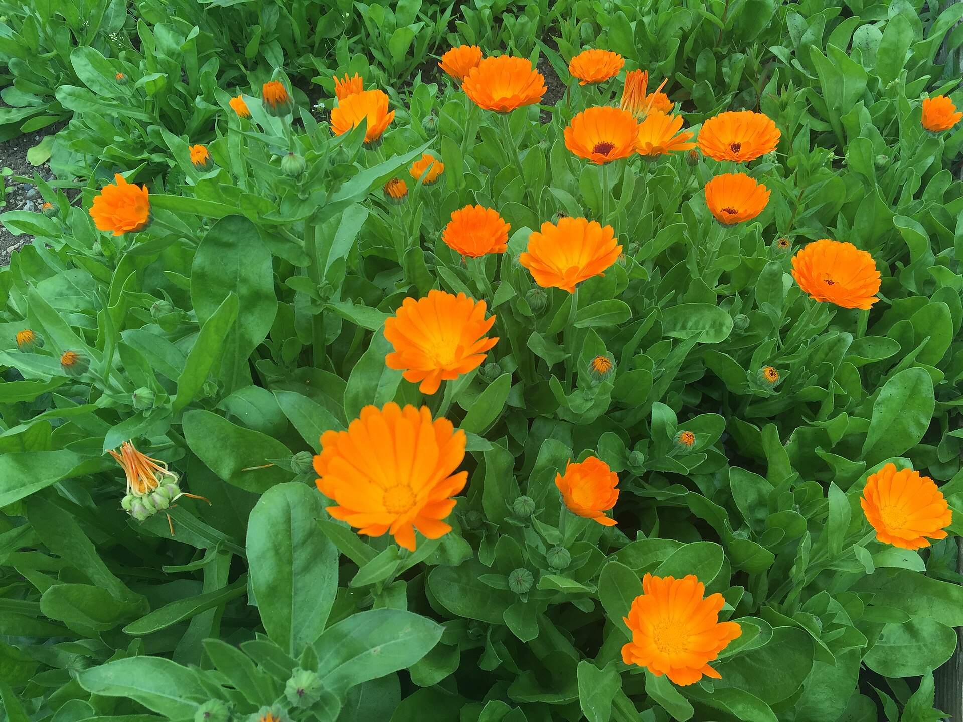 Calendula officinalis in bloom