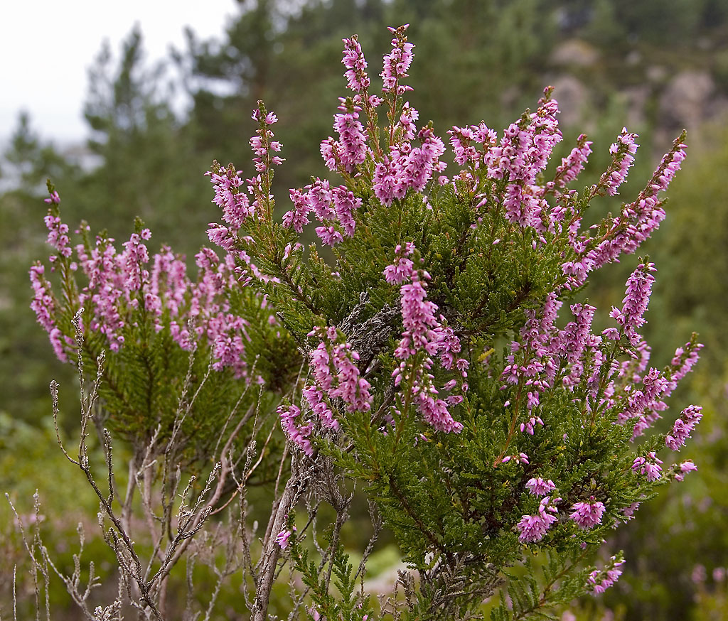 Heather (Calluna vulgaris)