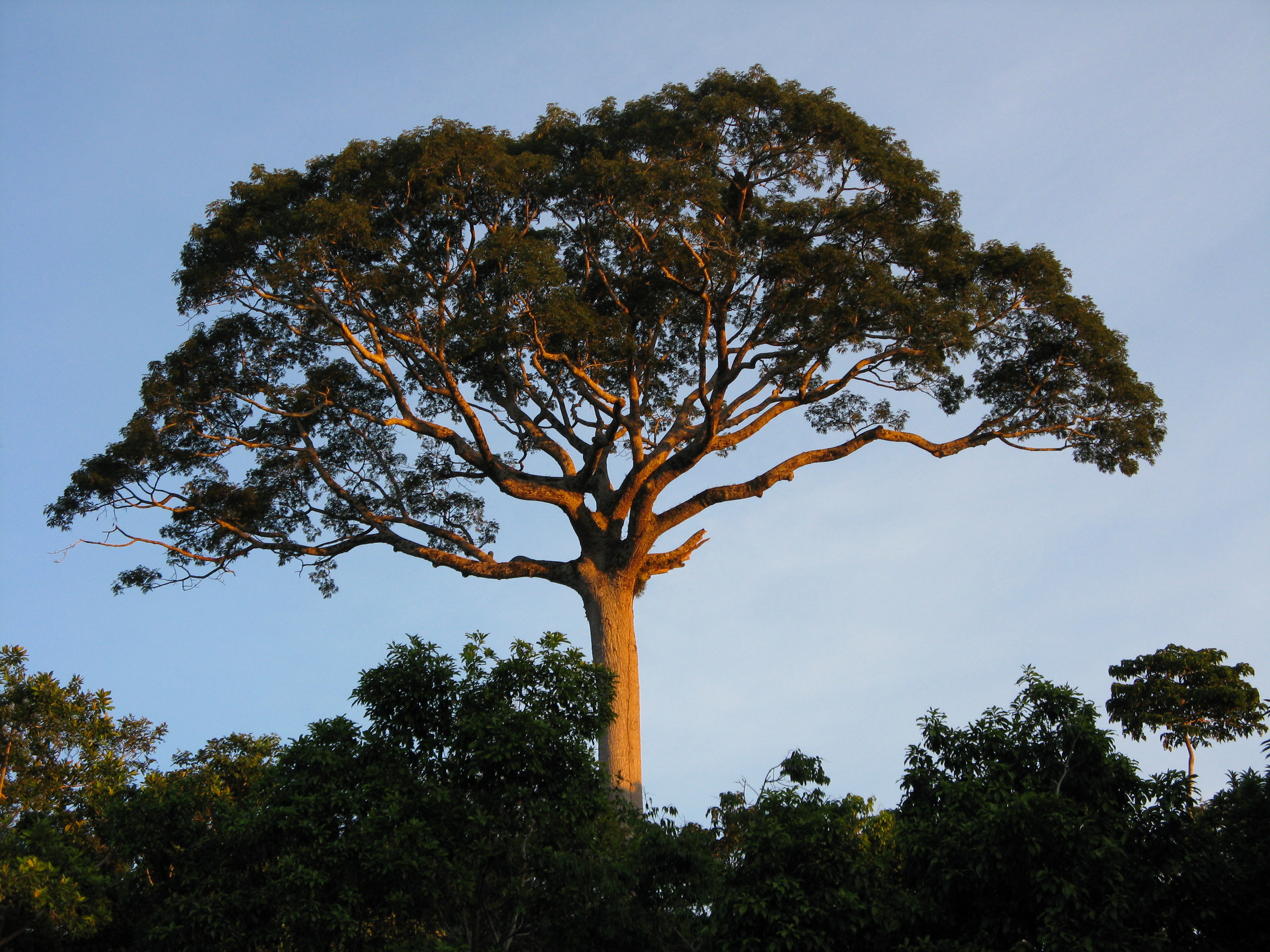 Kapok (Ceiba pentandra)