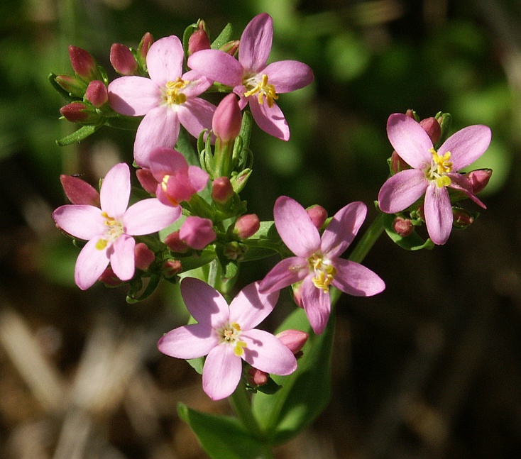 Centaury (Centaurium erythraea)