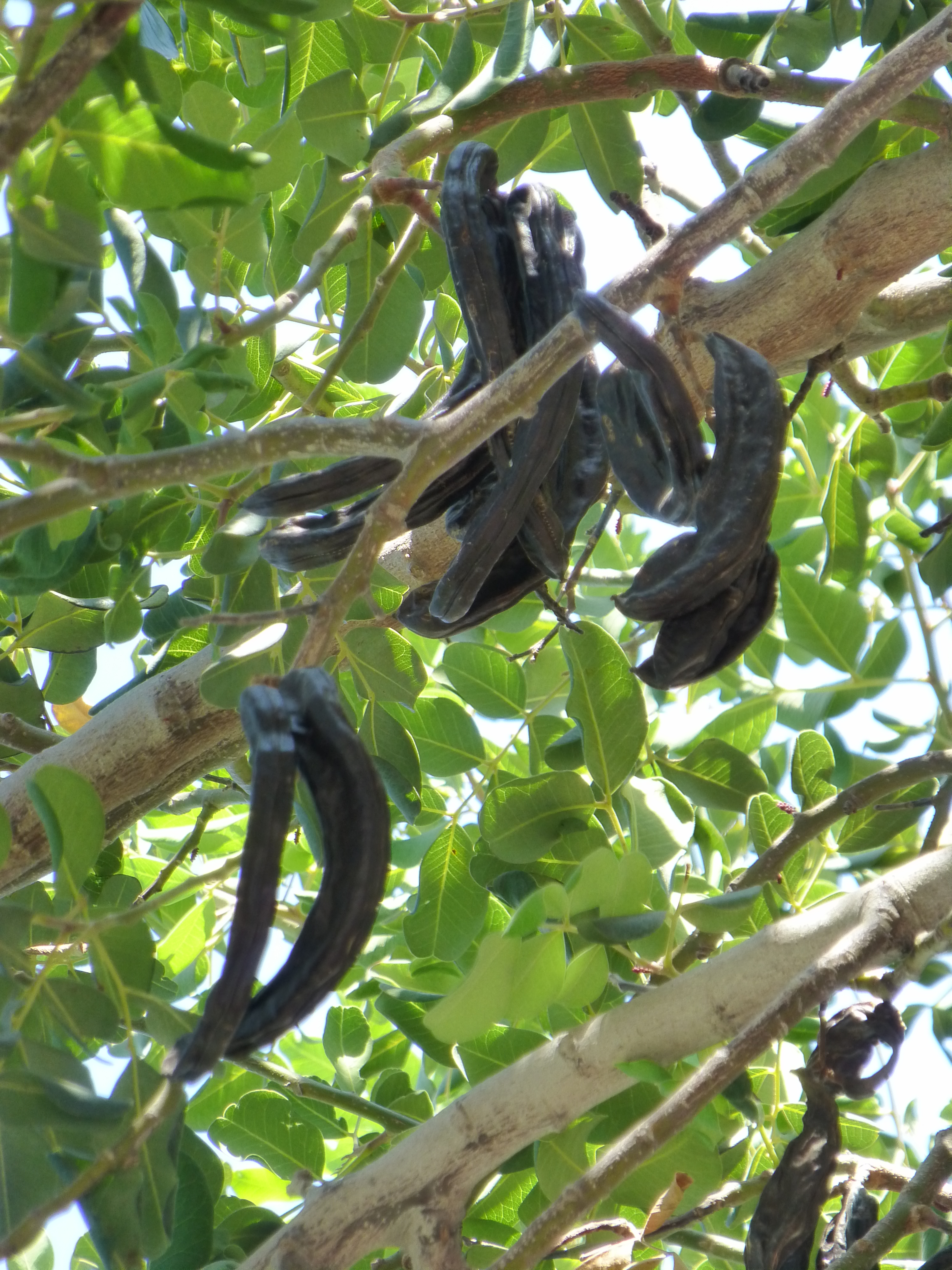 Carob (Ceratonia siliqua)