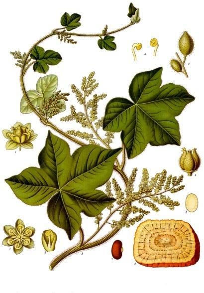 Calumba (Jateorrhiza palmata)