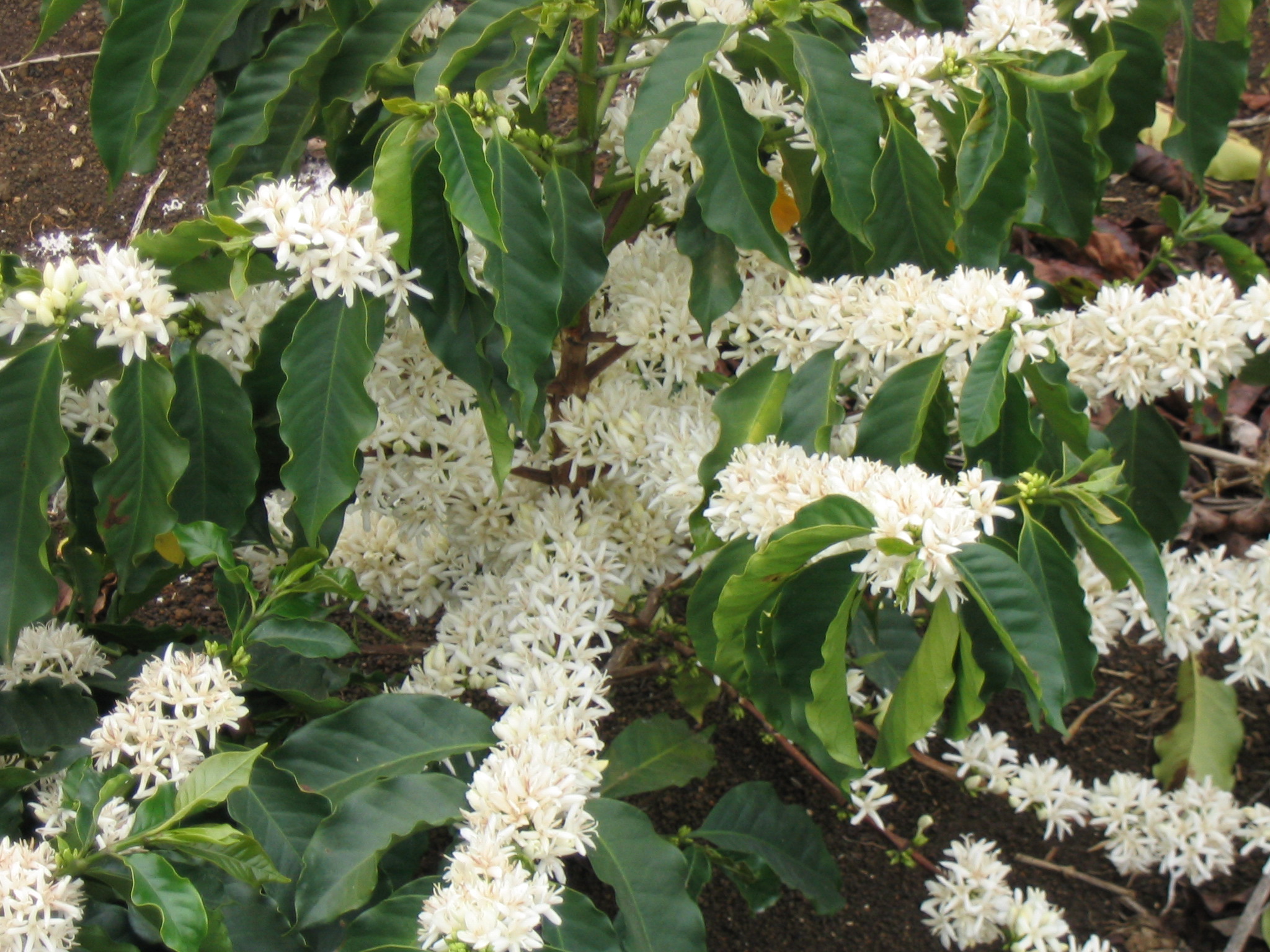 Coffee (Coffea arabica)