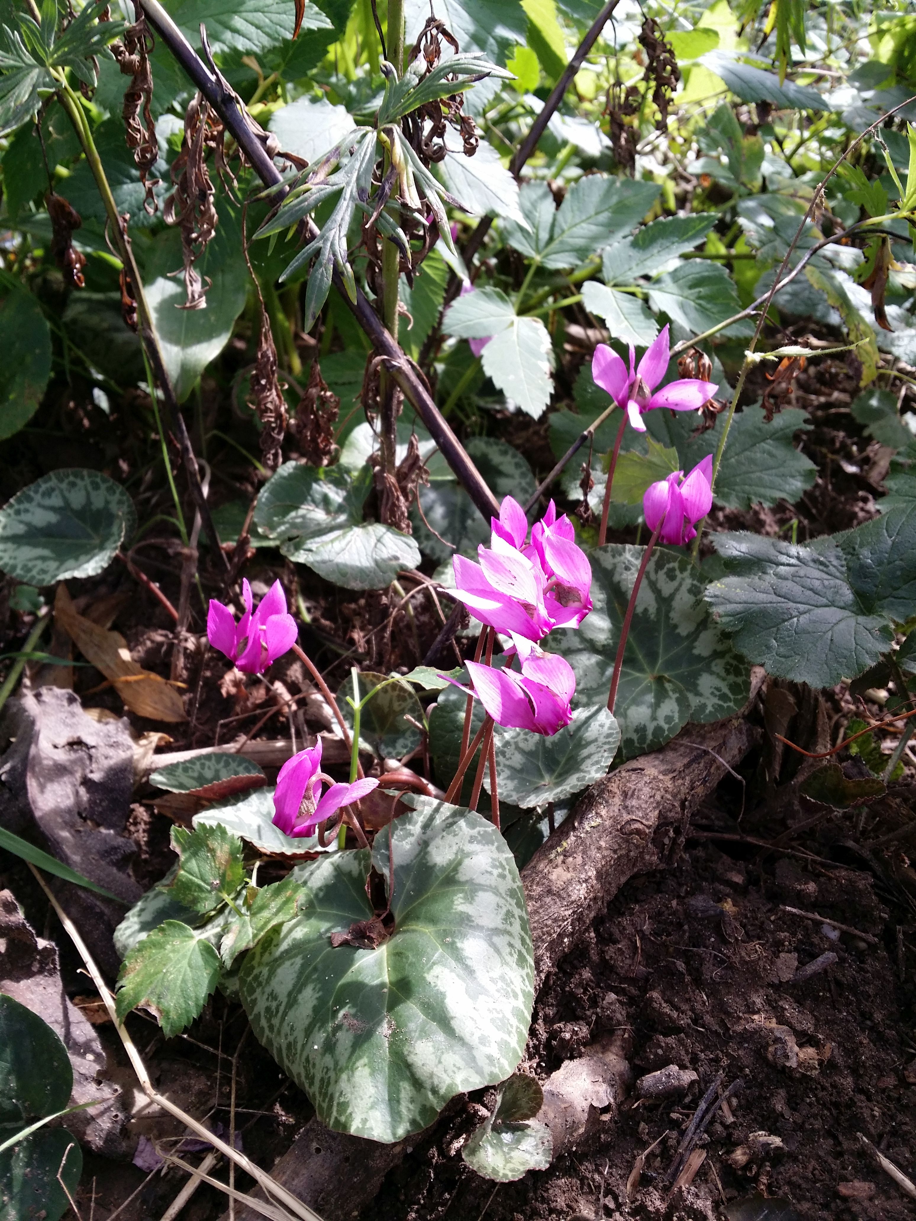 Cyclamen (Cyclamen)