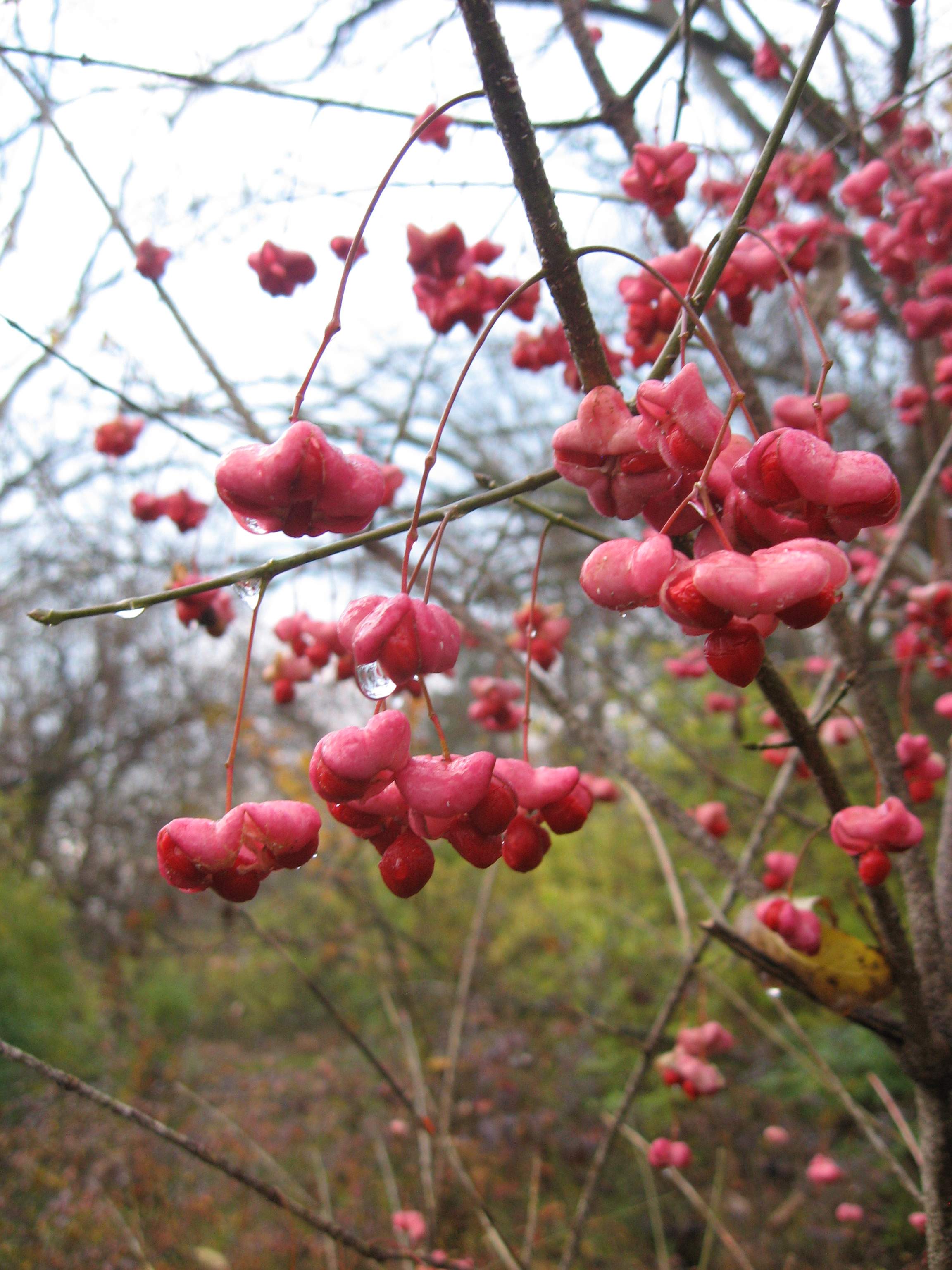 Wahoo (Euonymus atropurpureus)