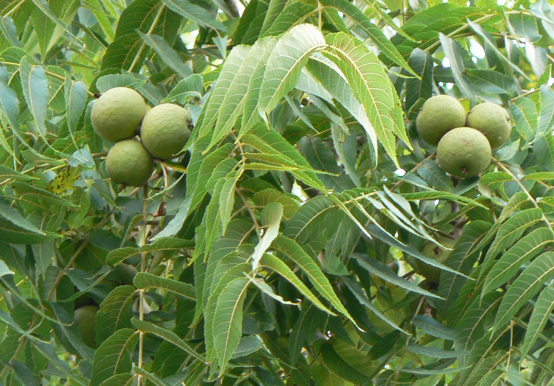 Black walnut (Juglans nigra)