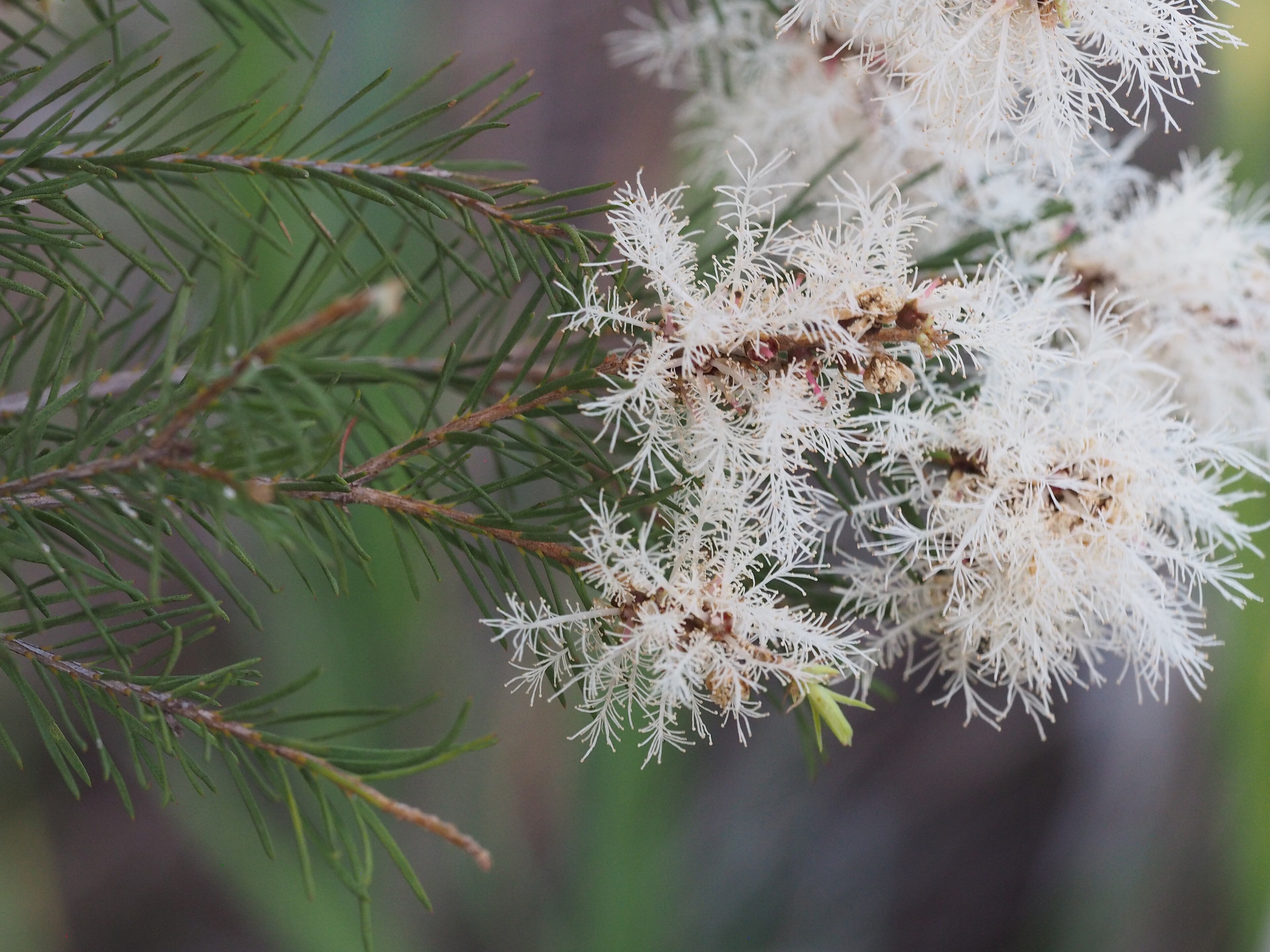 Tea tree (Melaleuca alternifolia)