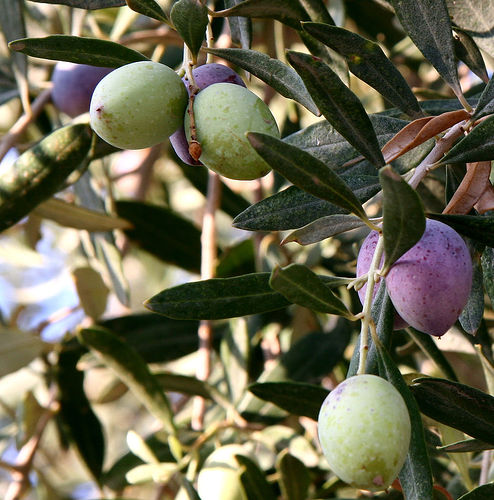 Olive (Olea europaea)