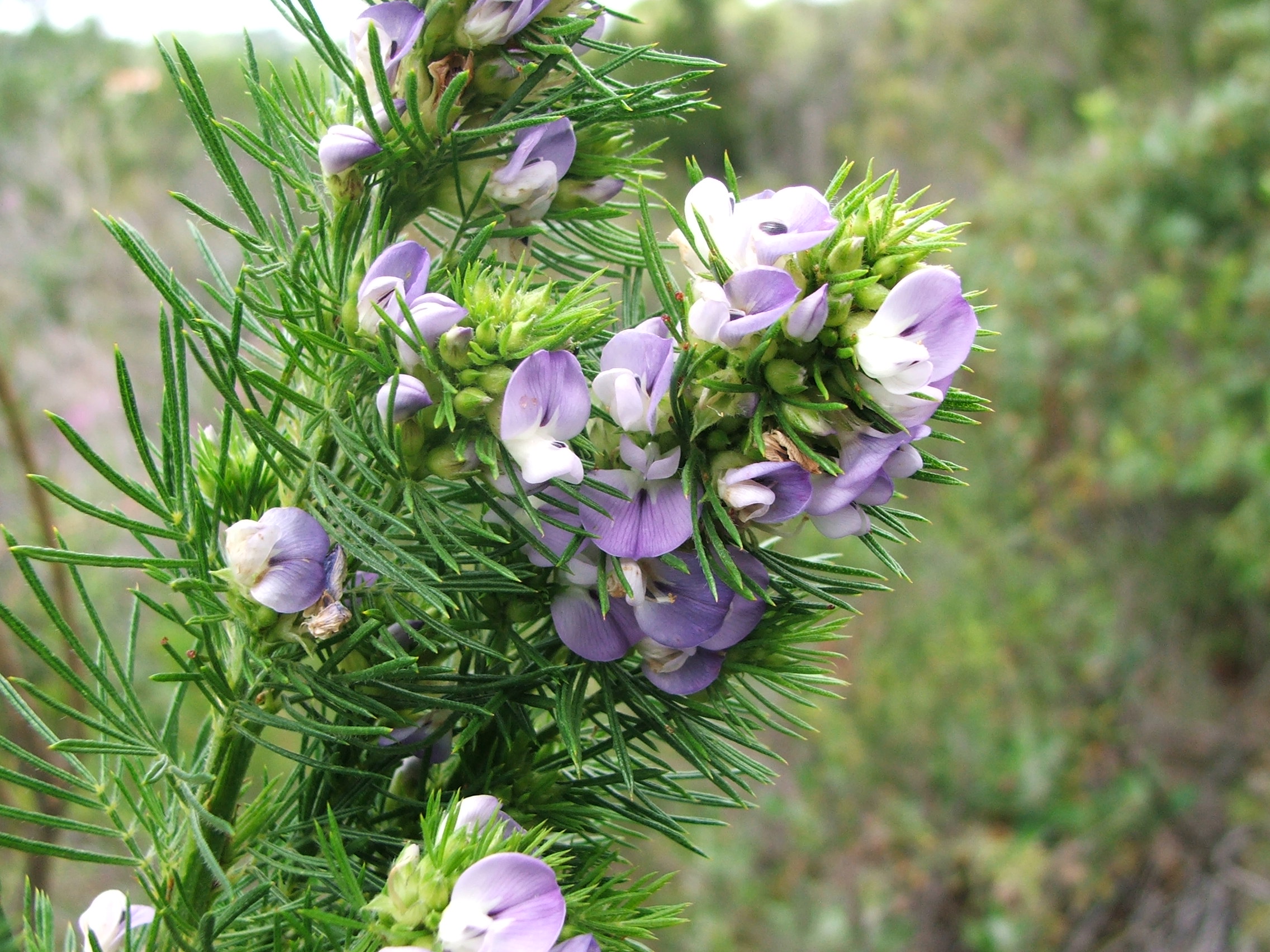 Babchi (Psoralea corylifolia)