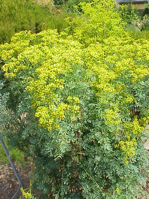 Rue (Ruta graveolens)
