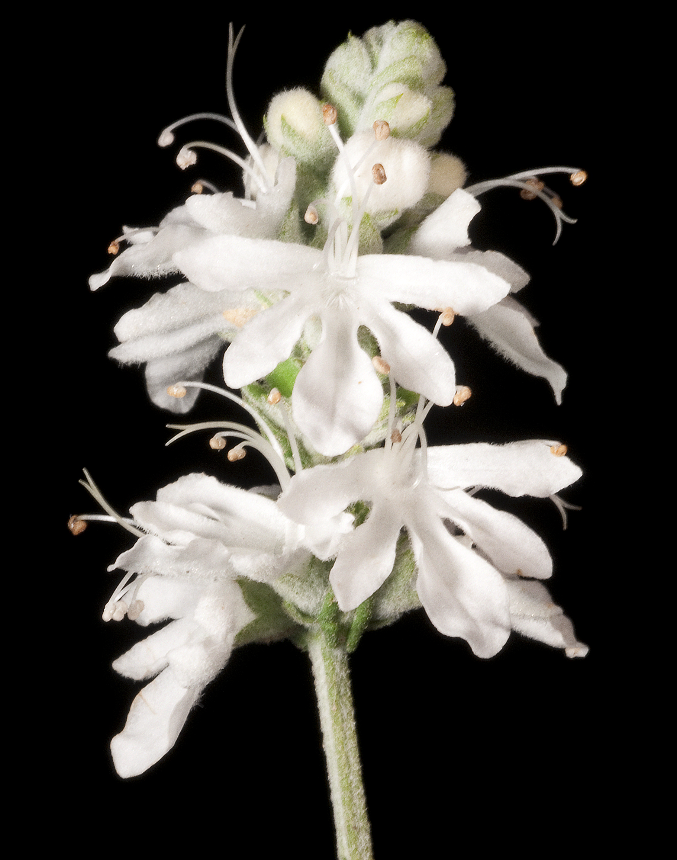Germander (Teucrium)